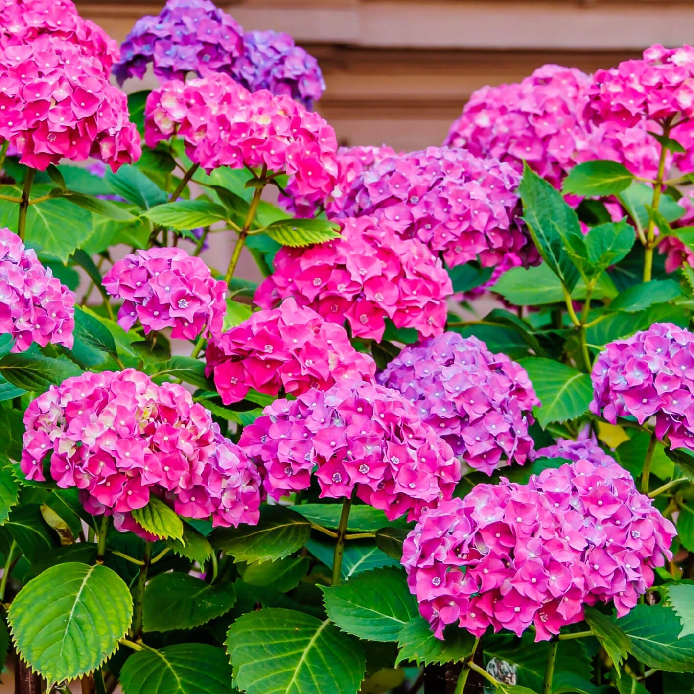 Heirloom Hydrangea Seeds - Flower Plant