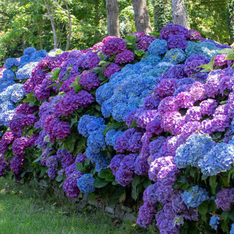 Heirloom Hydrangea Seeds - Flower Plant