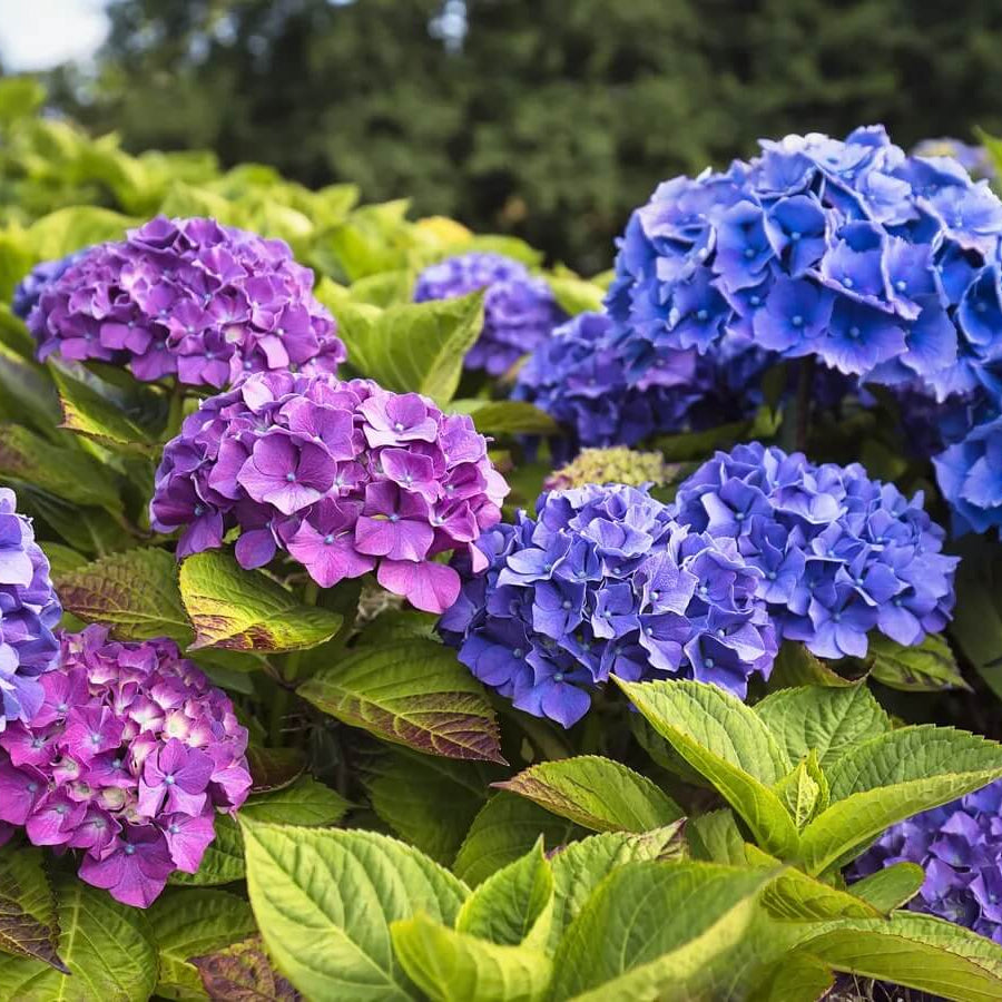 Heirloom Hydrangea Seeds - Flower Plant