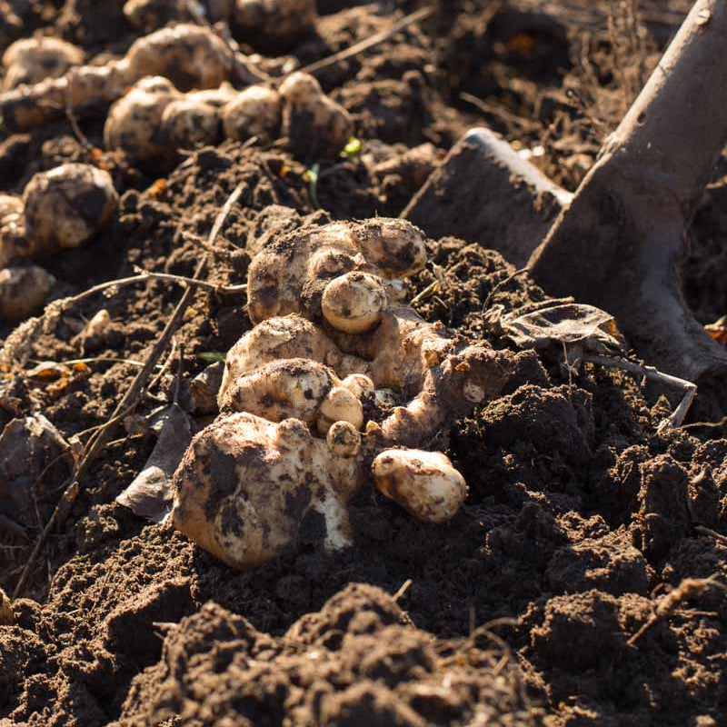 Heirloom Jerusalem Artichoke Seeds - Vegetable Plant