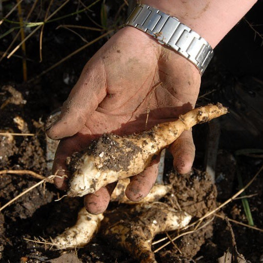 Heirloom Jerusalem Artichoke Seeds - Vegetable Plant