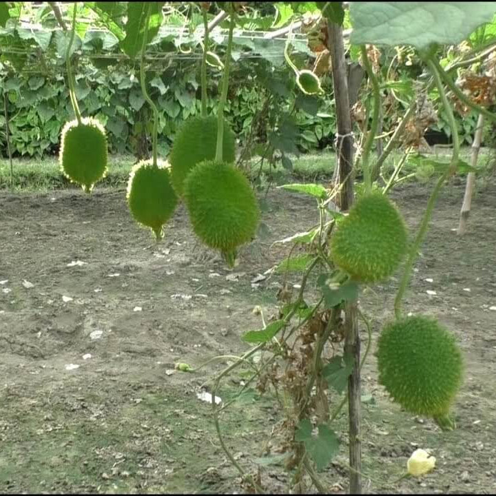 Heirloom Kantola Seeds