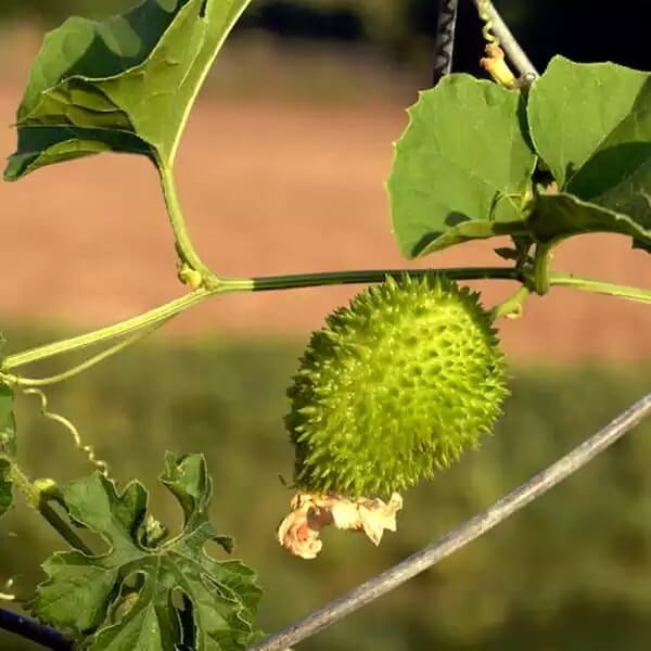 Heirloom Kantola Seeds