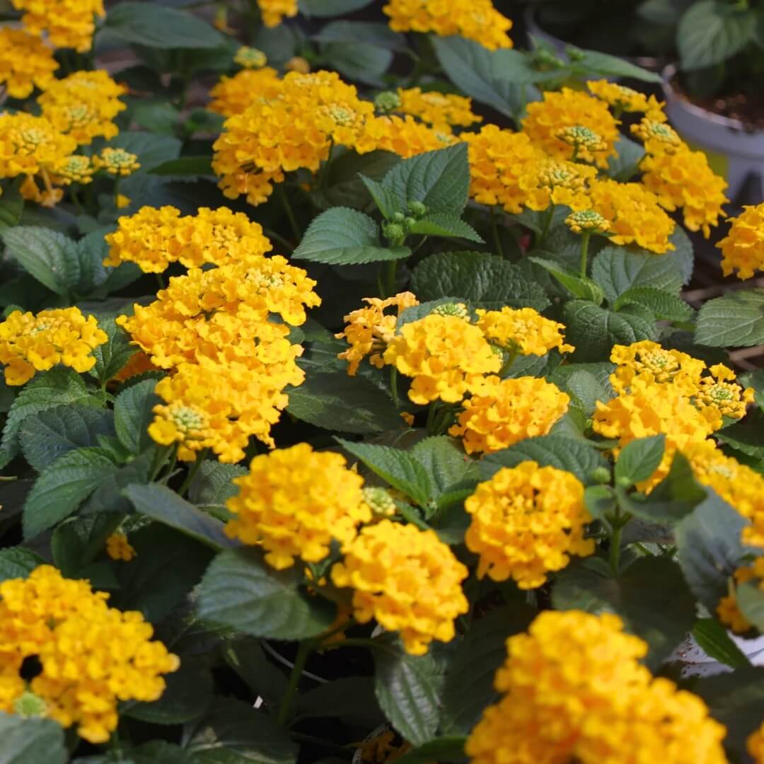 Heirloom Lantana Seeds - Flower Plant