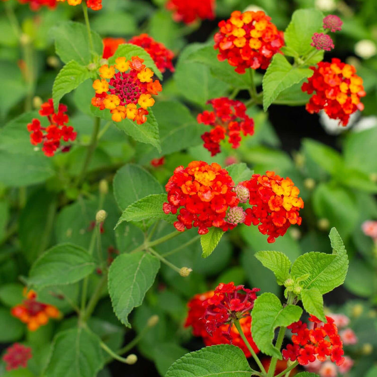Heirloom Lantana Seeds - Flower Plant