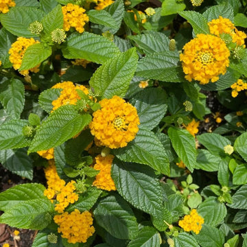 Heirloom Lantana Seeds - Flower Plant