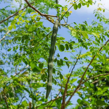 Heirloom Moringa Seeds - Herbal Plant