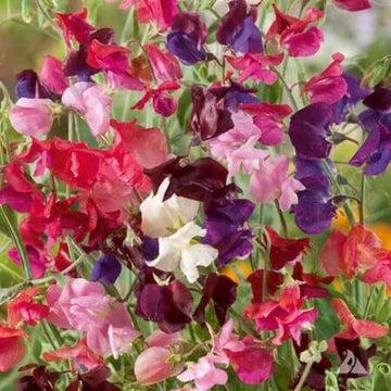 Heirloom Pea seeds-wildflower
