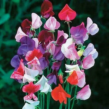 Heirloom Pea seeds-wildflower
