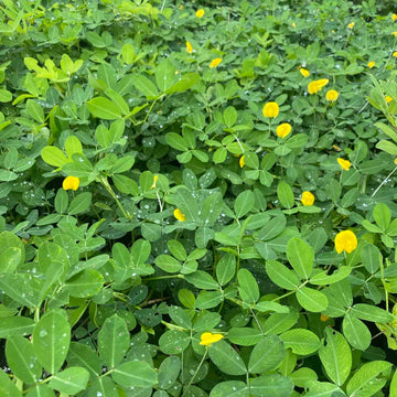 Heirloom Peanut Seeds For Planting