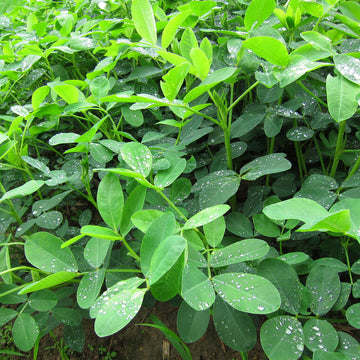Heirloom Peanut Seeds For Planting