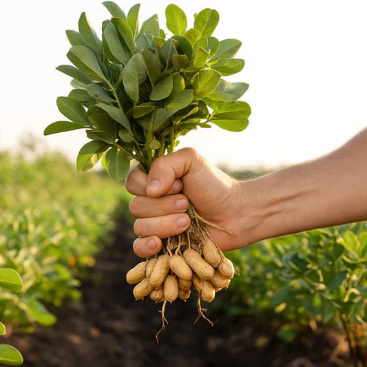 Heirloom Peanut Seeds For Planting