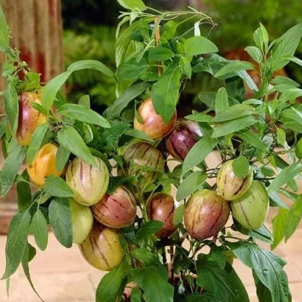 Heirloom Pepino Seeds - Fruit Plant