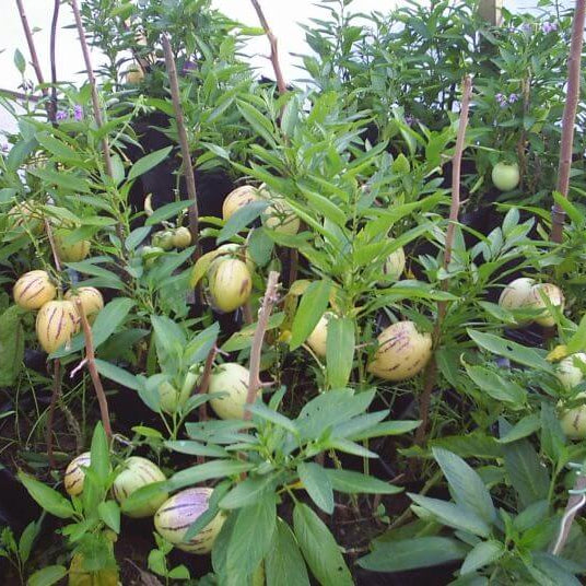 Heirloom Pepino Seeds - Fruit Plant
