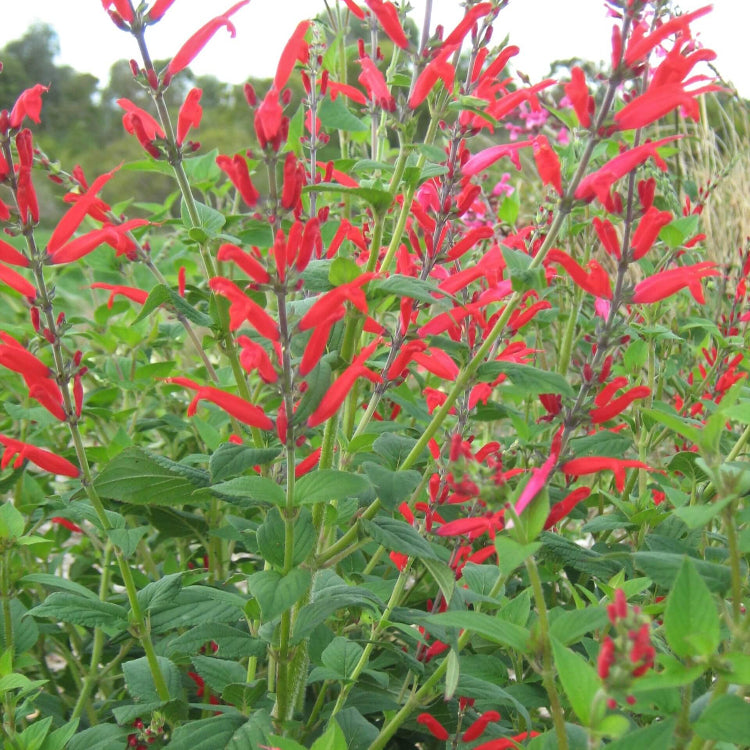Heirloom Pineapple Sage Seeds - Herbal Plant