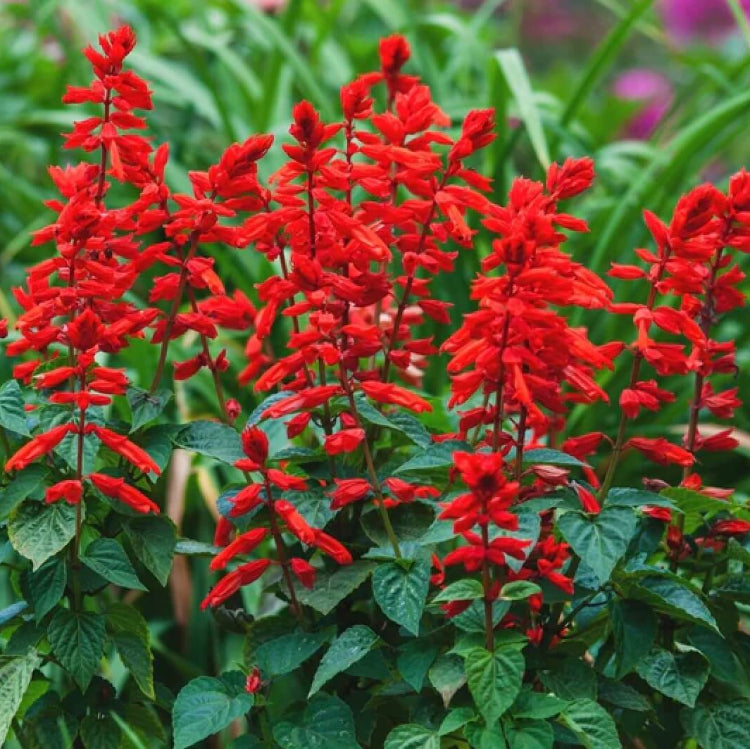 Heirloom Pineapple Sage Seeds - Herbal Plant