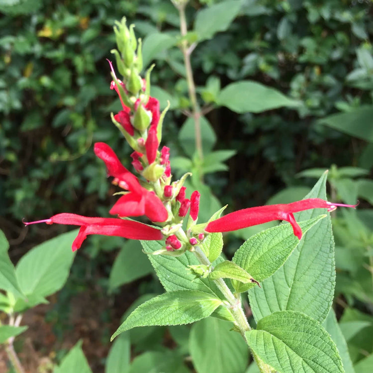 Heirloom Pineapple Sage Seeds - Herbal Plant