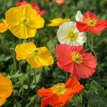 Heirloom Poppy Seeds - Flower Plant