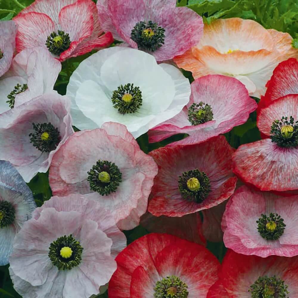 Heirloom Poppy Seeds - Flower Plant