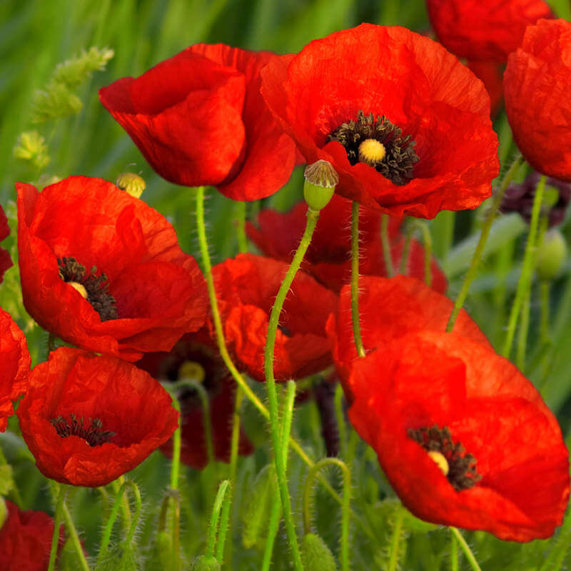 Heirloom Poppy Seeds - Flower Plant