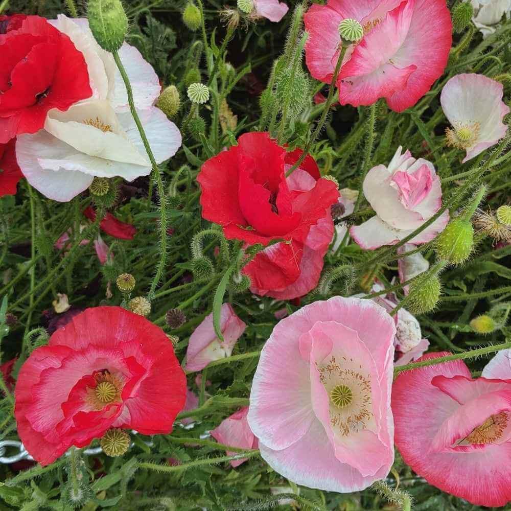 Heirloom Poppy Seeds - Flower Plant