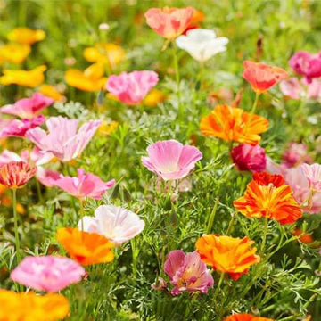 Heirloom Poppy Seeds - Flower Plant