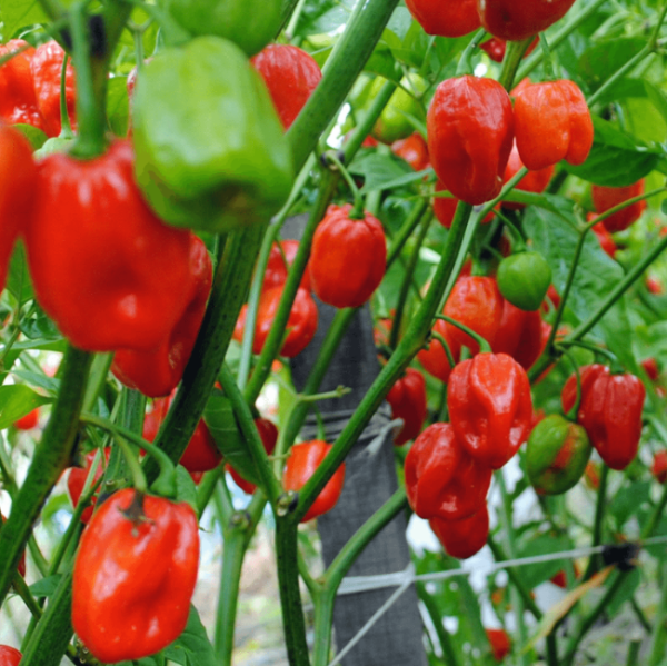 Heirloom Scotch Bonnet Pepper Seeds