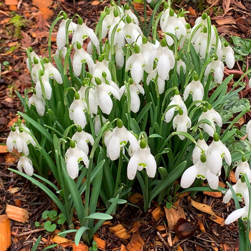 Heirloom Snowdrop Seeds - Flower Plant