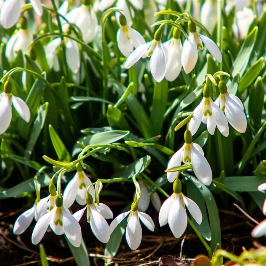 Heirloom Snowdrop Seeds - Flower Plant