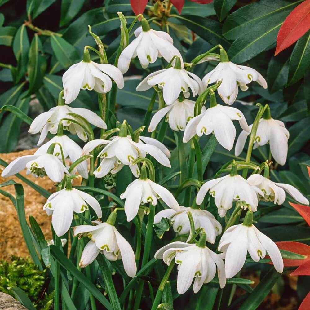 Heirloom Snowdrop Seeds - Flower Plant