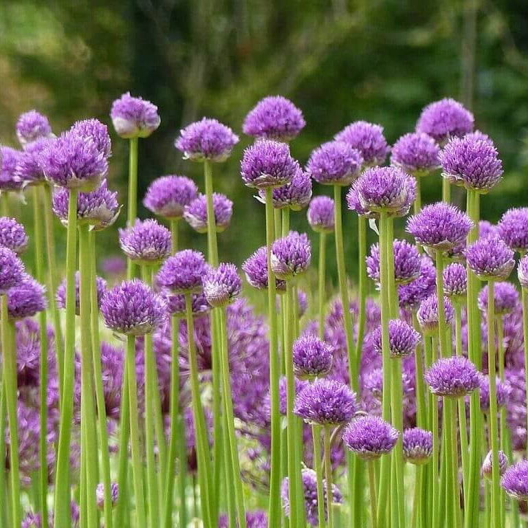 Heirloom Society Garlic Seeds - Herbal Plant