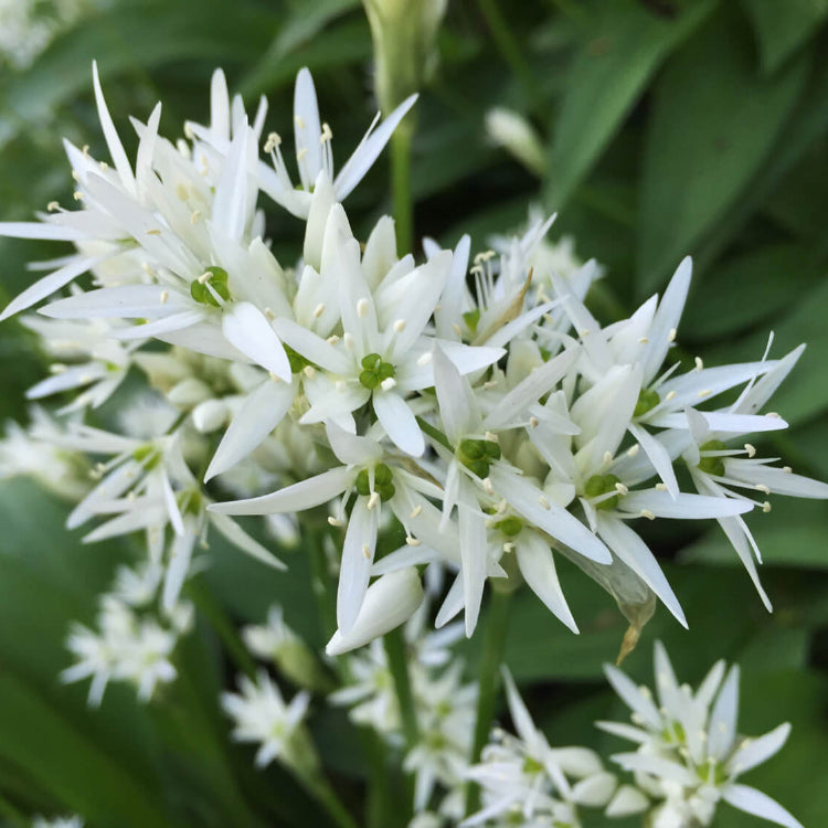 Heirloom Society Garlic Seeds - Herbal Plant