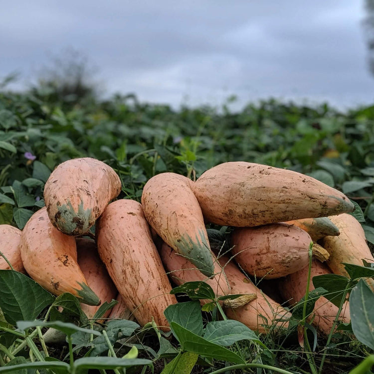 Heirloom Squash Seeds - Vegetable Plant