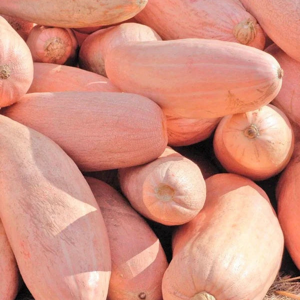 Heirloom Squash Seeds - Vegetable Plant