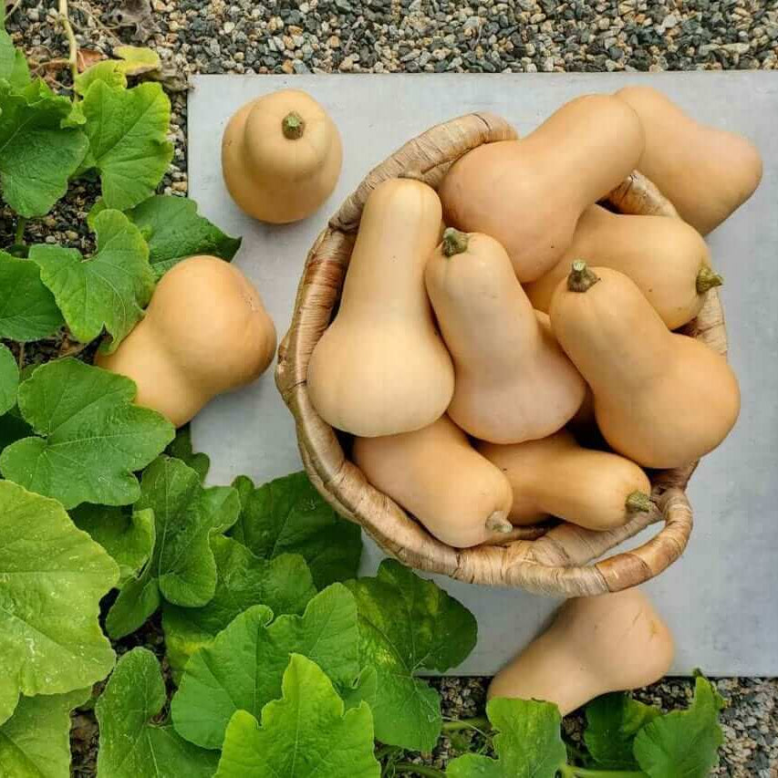 Heirloom Squash Seeds - Vegetable Plant