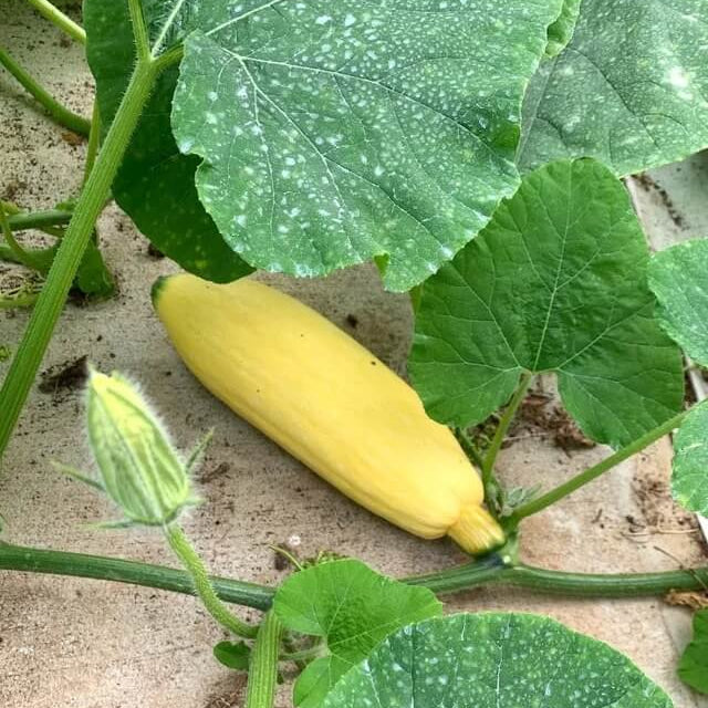 Heirloom Squash Seeds - Vegetable Plant