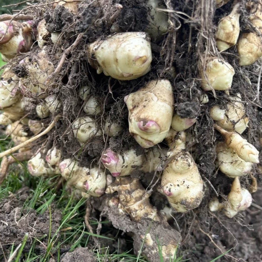 Heirloom Sunroot Seeds