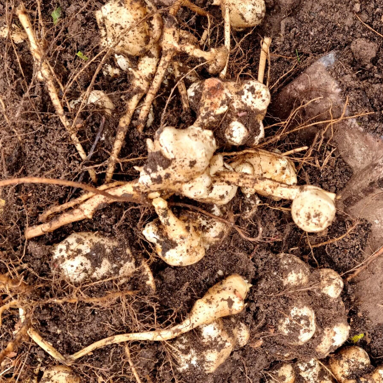 Heirloom Sunroot Seeds