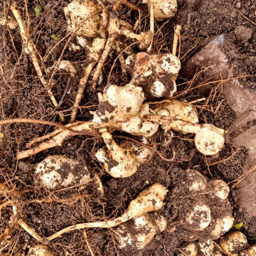 Heirloom Sunroot Seeds