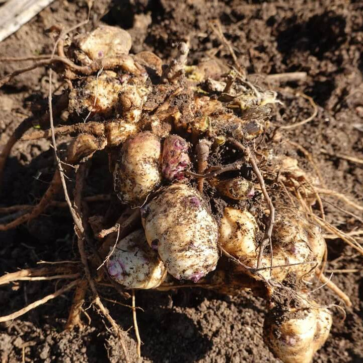 Heirloom Sunroot Seeds
