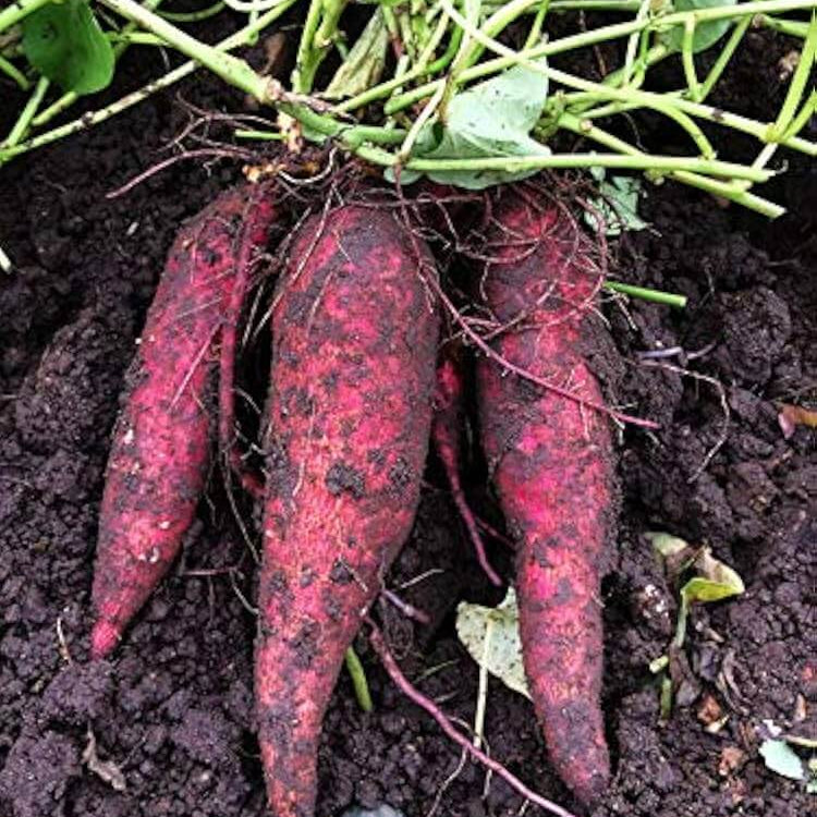 Heirloom Sweet Potato Seeds - Vegetable Plant