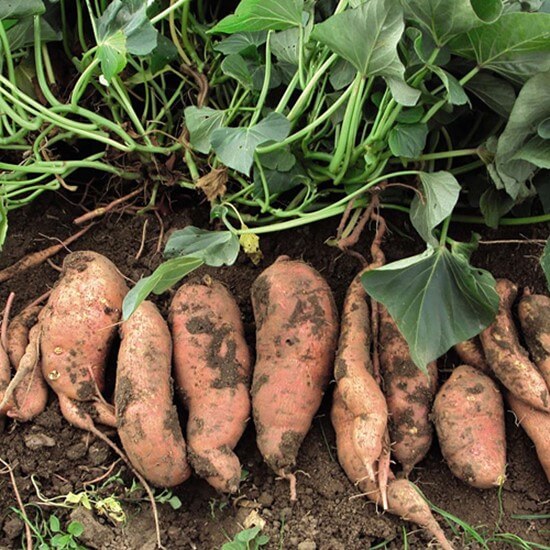 Heirloom Sweet Potato Seeds - Vegetable Plant