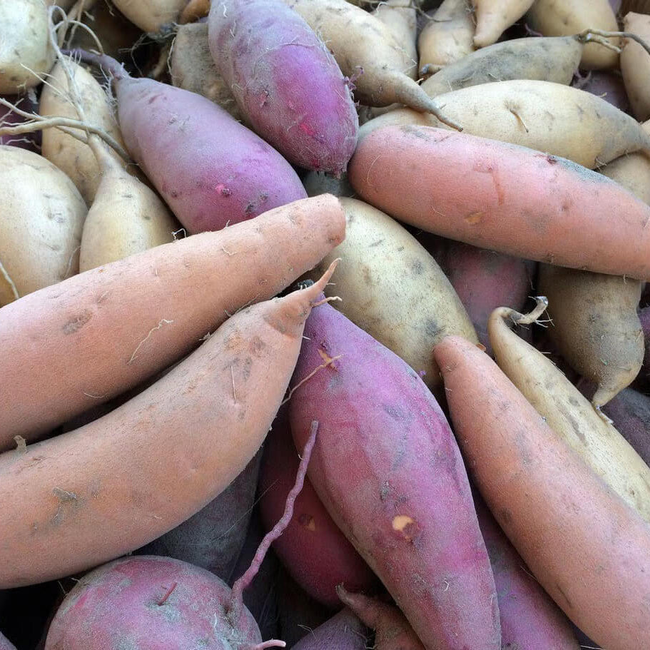 Heirloom Sweet Potato Seeds - Vegetable Plant