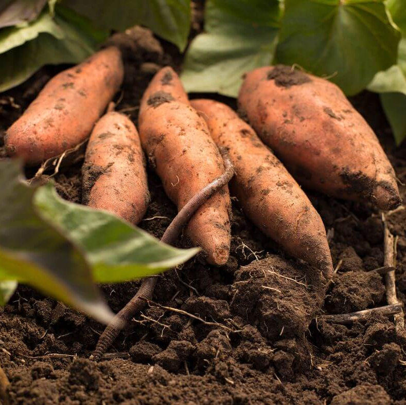 Heirloom Sweet Potato Seeds - Vegetable Plant