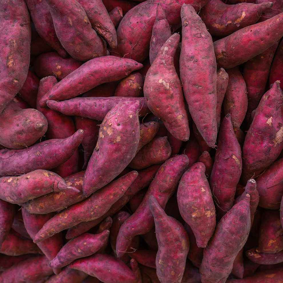 Heirloom Sweet Potato Seeds - Vegetable Plant