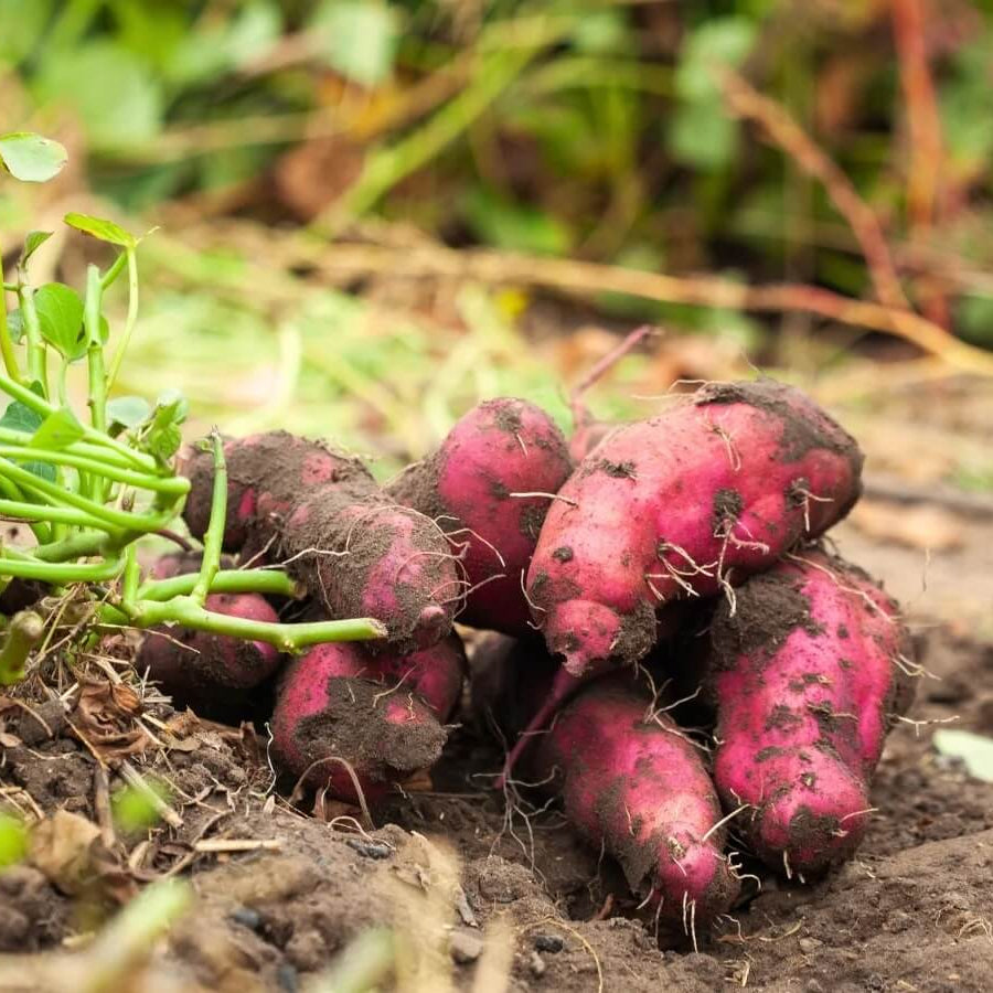Heirloom Sweet Potato Seeds - Vegetable Plant
