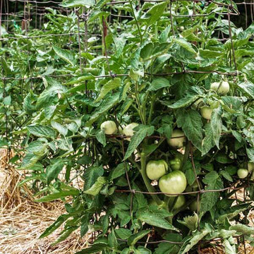 Heirloom Sweet Tomato Seeds