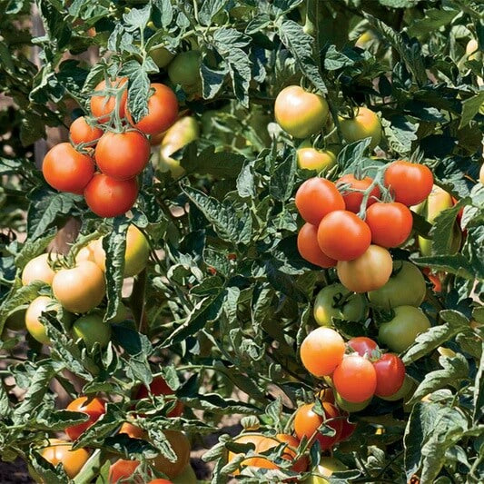 Heirloom Sweet Tomato Seeds