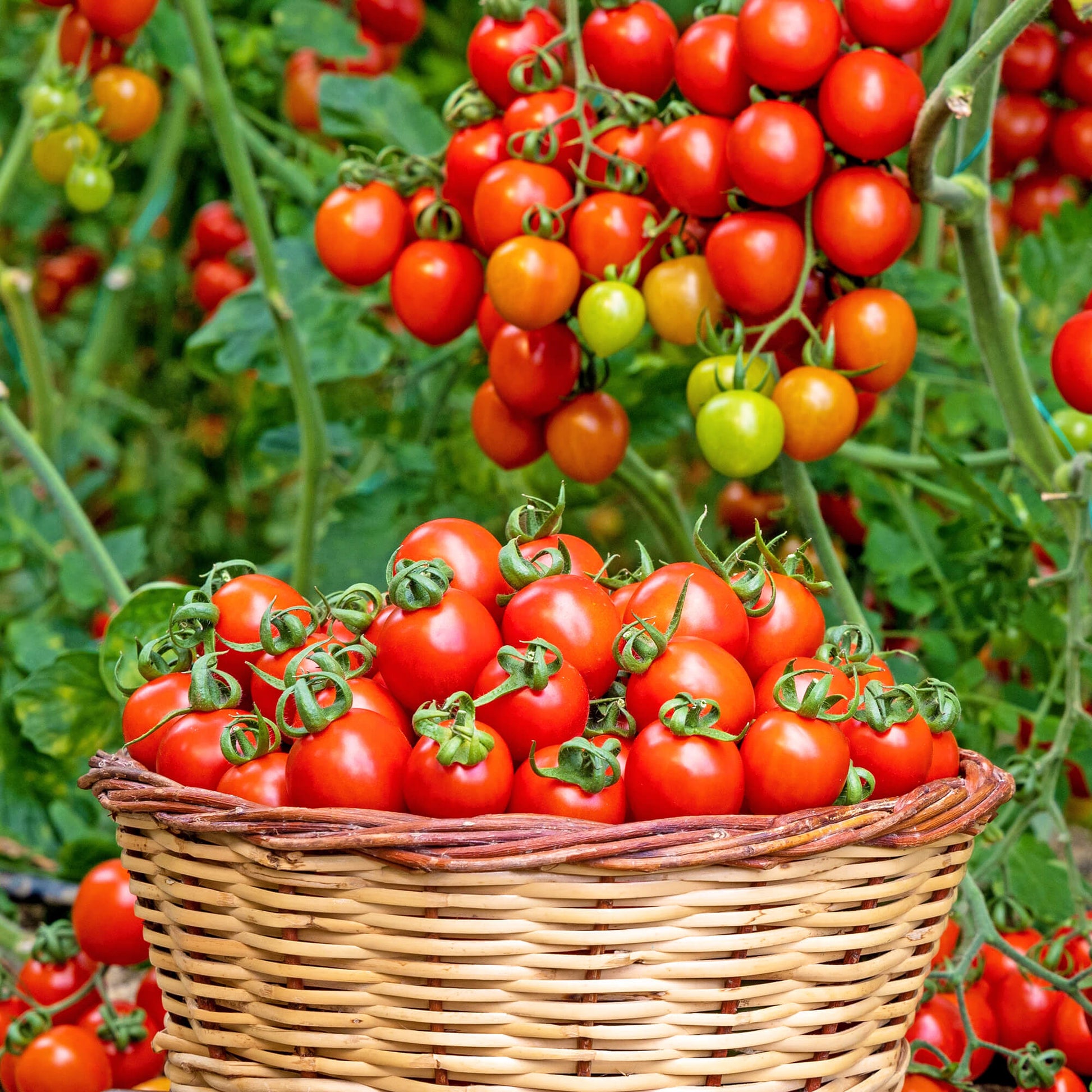 Heirloom Sweet Tomato Seeds