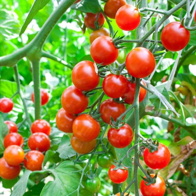 Heirloom Sweet Tomato Seeds